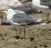3cy graellsii LBBG in June, ringed in the Netherlands. (135385 bytes)